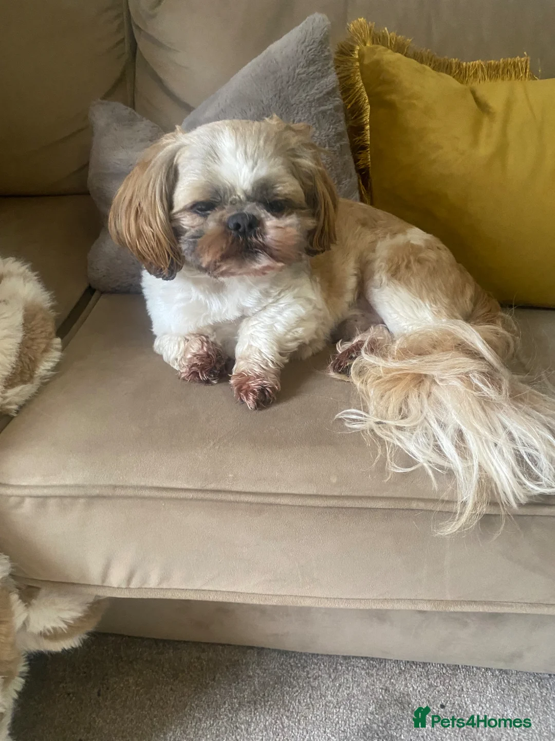 Shihpoo dogs for sale: Shih poo  - Advert 2