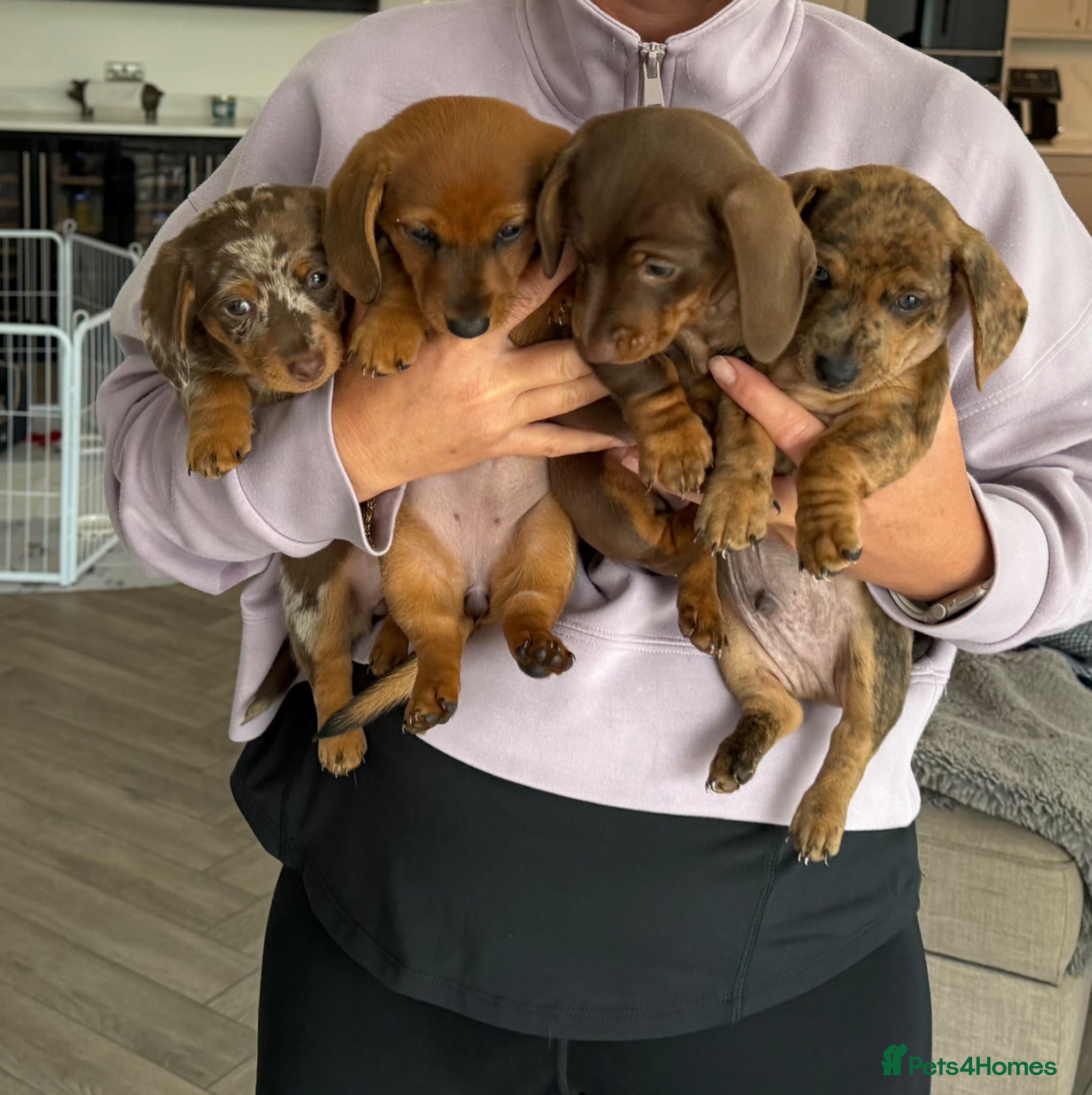 Miniature Dachshund dogs Gorgeous Miniature Daschund puppies - Advert 2