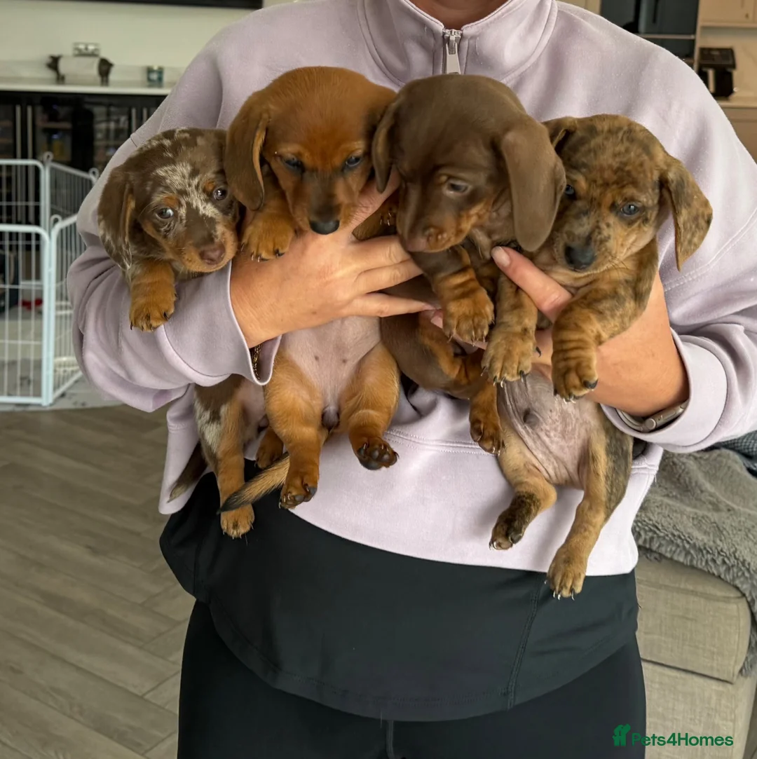 Miniature Dachshund dogs for sale: Gorgeous Miniature Daschund puppies in Hornchurch - Advert 1