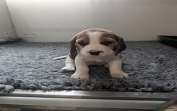 Beagle dogs for sale: Champion Show Line Beagle Puppies - Image 4