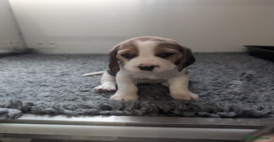 Beagle dogs - Advert 16