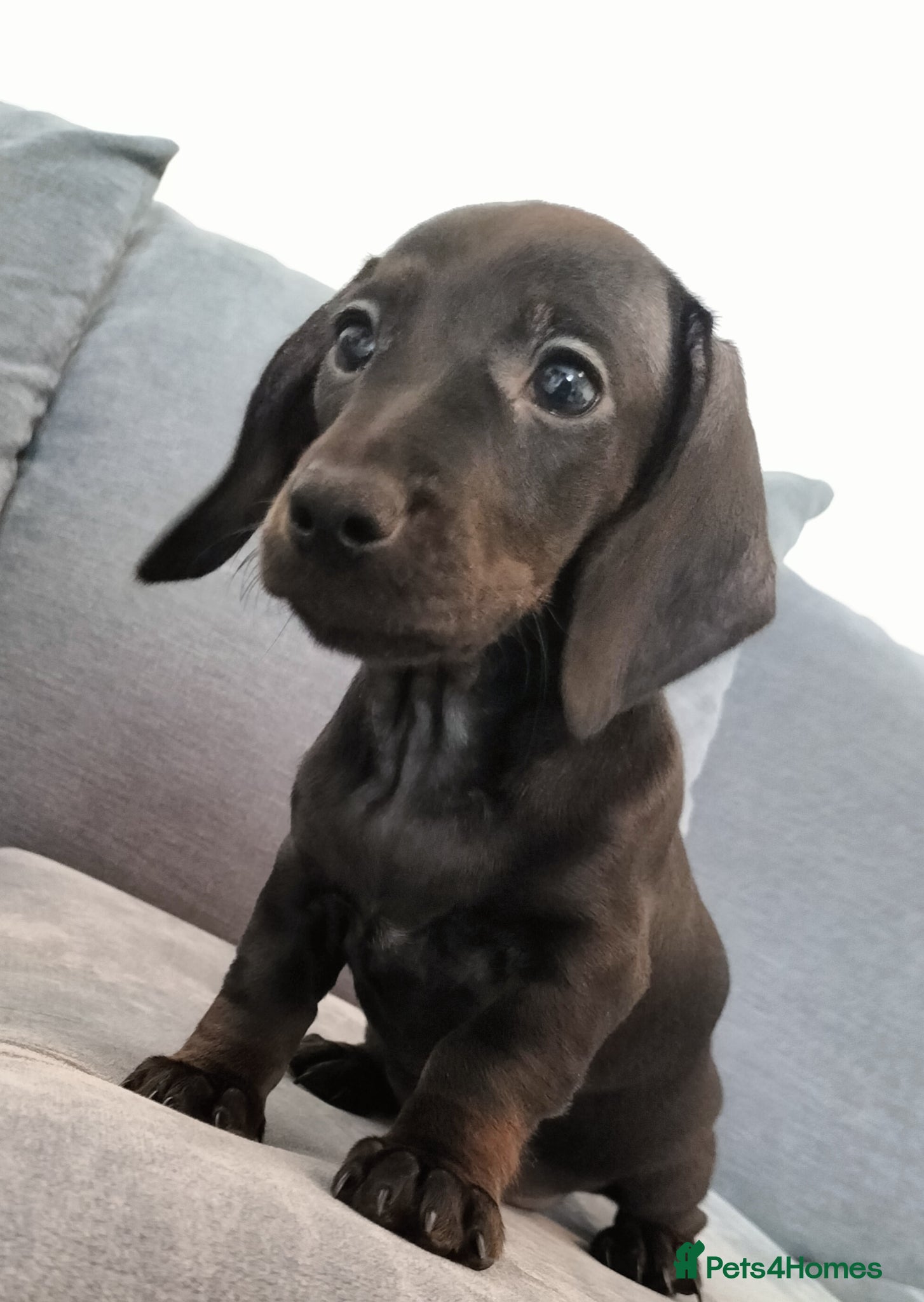 Miniature Dachshund dogs Beautiful miniature dachshunds ready now 😊 - Advert 4