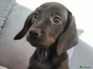 Miniature Dachshund dogs Beautiful miniature dachshunds ready now 😊 - Advert 4