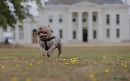 French Bulldog dogs for sale: High DNA French bulldog Male & Females  - Image 11