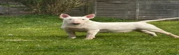 Bull Terrier dogs for sale: Top quality bull terrier puppies  - Advert 18