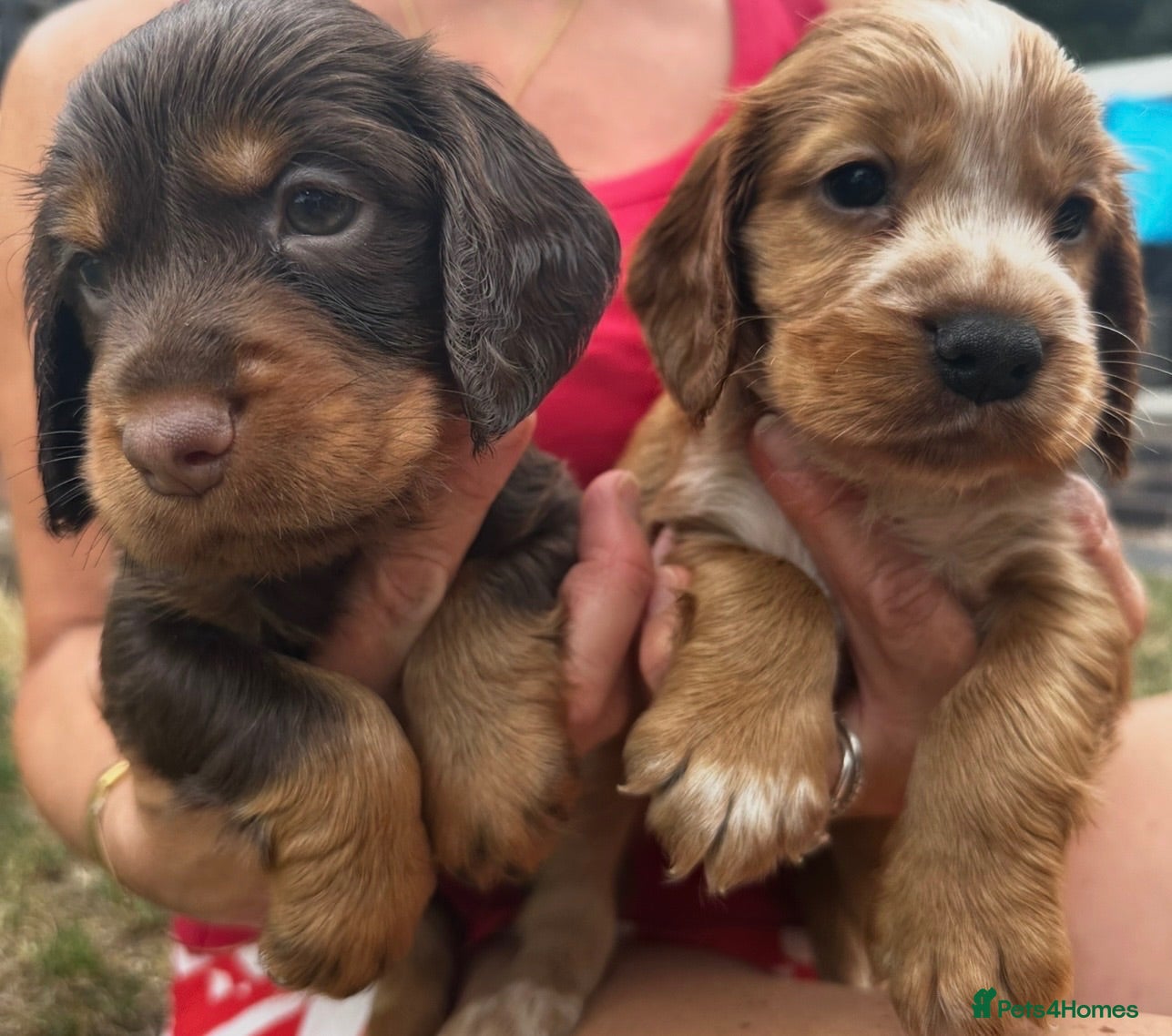 Cocker Spaniel dogs Beautiful working cocker spaniel puppies  - Advert 17