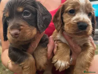 Cocker Spaniel dogs Beautiful working cocker spaniel puppies - Advert 1