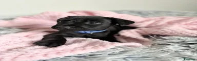 Patterdale Terrier 2