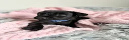 Patterdale Terrier dogs for sale: Patterdale puppies  - Advert 21