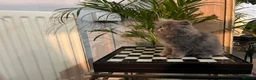 Persian cats for sale: Soo affectionate "Hand reared",persian kitten (M)  - Advert 8