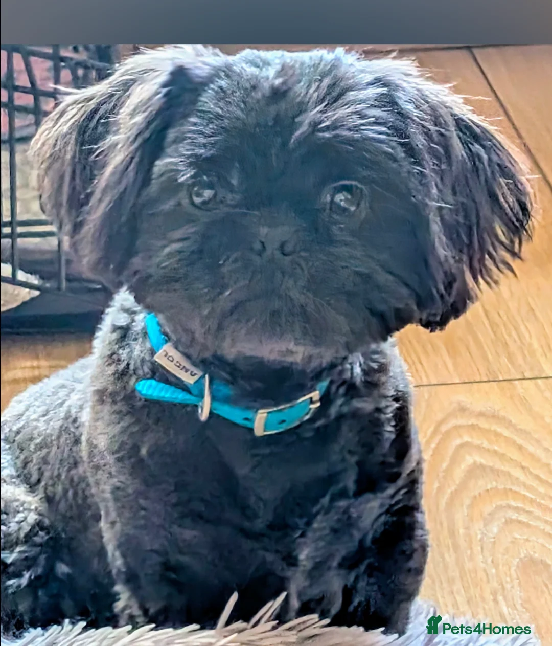 Shih Tzu dogs for sale: Imperial shi tzu  - Advert 1