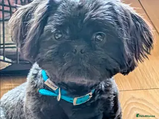 Shih Tzu dogs Imperial shi tzu - Advert 1