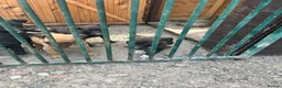 Lurcher dogs for sale: Lurcher puppies  in Manchester - Advert 4