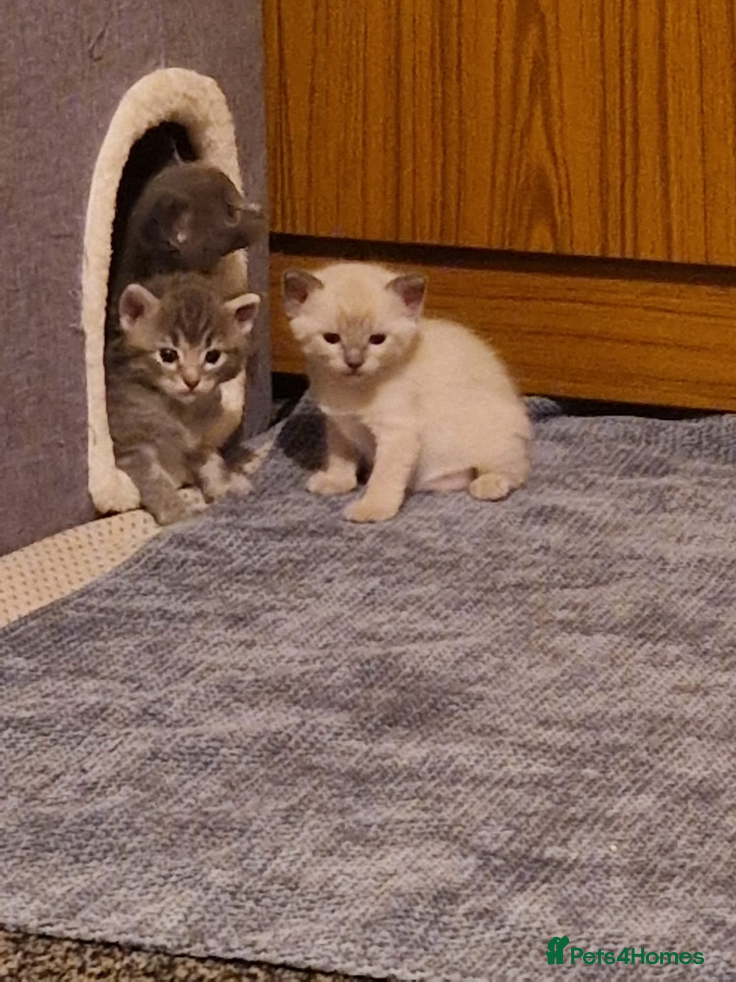 Ragdoll cats ready  - Advert 3