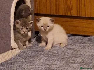 Ragdoll cats ready - Advert 3