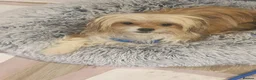 Mixed Breed dogs for adoption: Cherise 🩷 in Woodbridge - Advert 6