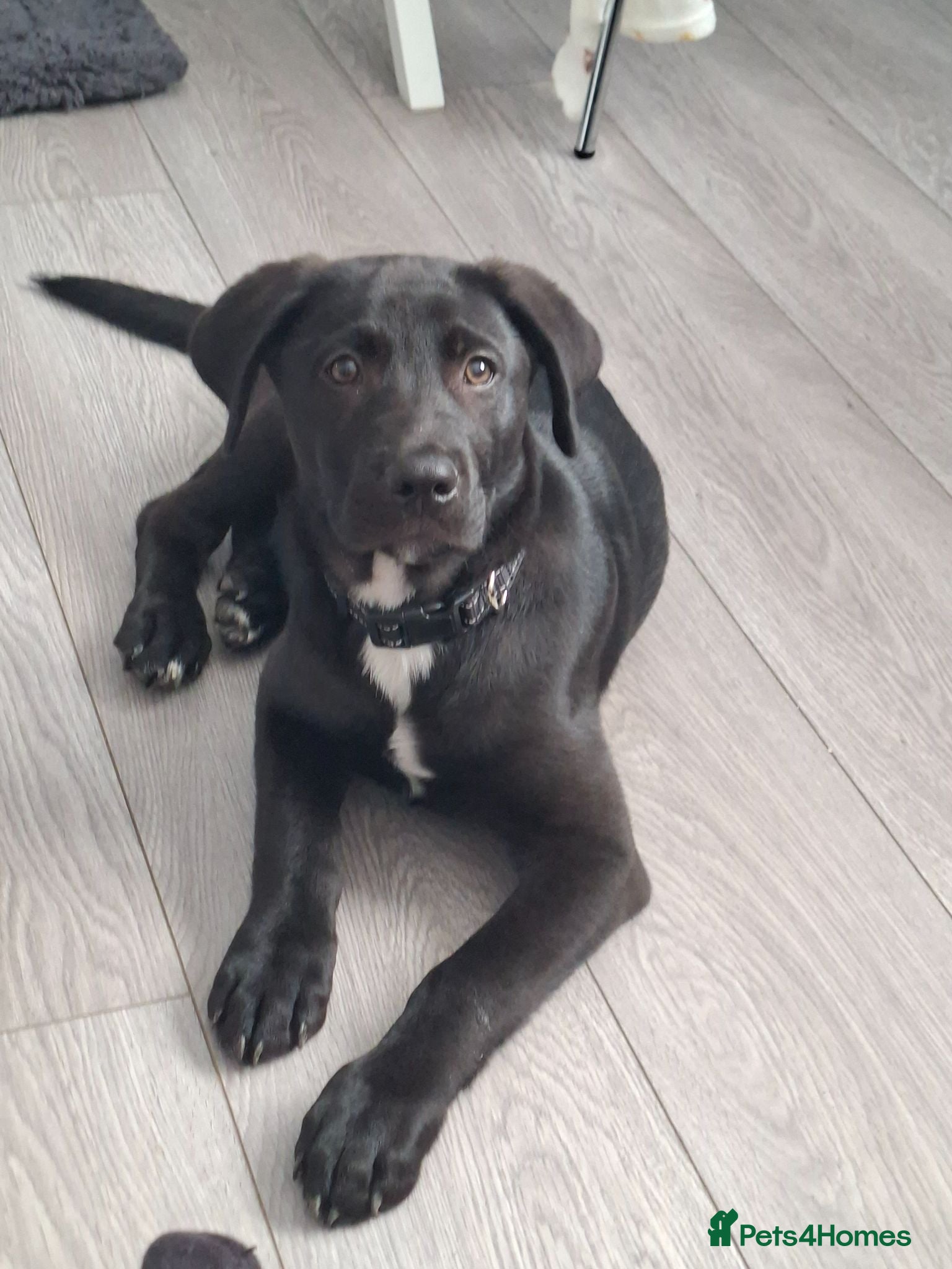 Mixed Breed dogs Kobe a male Labrador X Rottweiler puppy - Advert 3