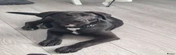 Mixed Breed dogs for sale: Kobe a male Labrador X Rottweiler puppy - Advert 1