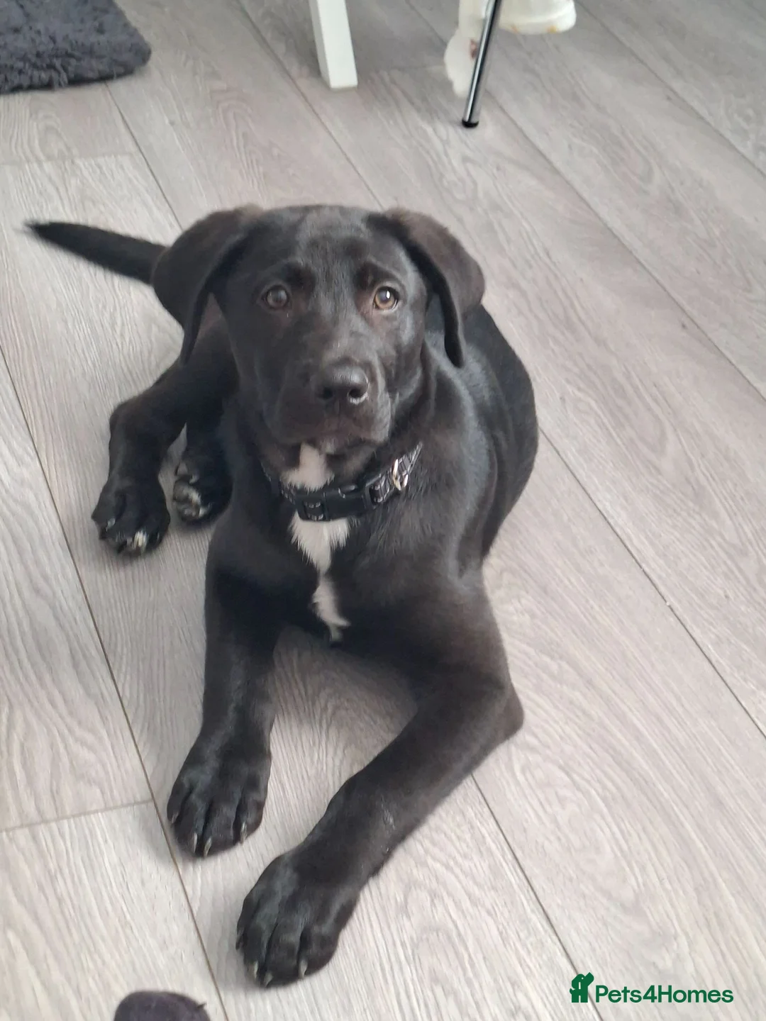 Mixed Breed dogs for sale: Kobe a male Labrador X Rottweiler puppy - Advert 1