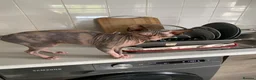 Sphynx cats for sale: Sphynx Cat for Sale  - Advert 2