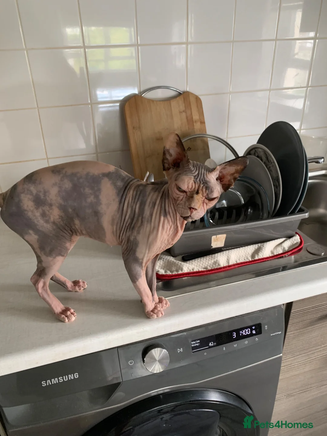 Sphynx cats for sale: Sphynx Cat for Sale  - Advert 2