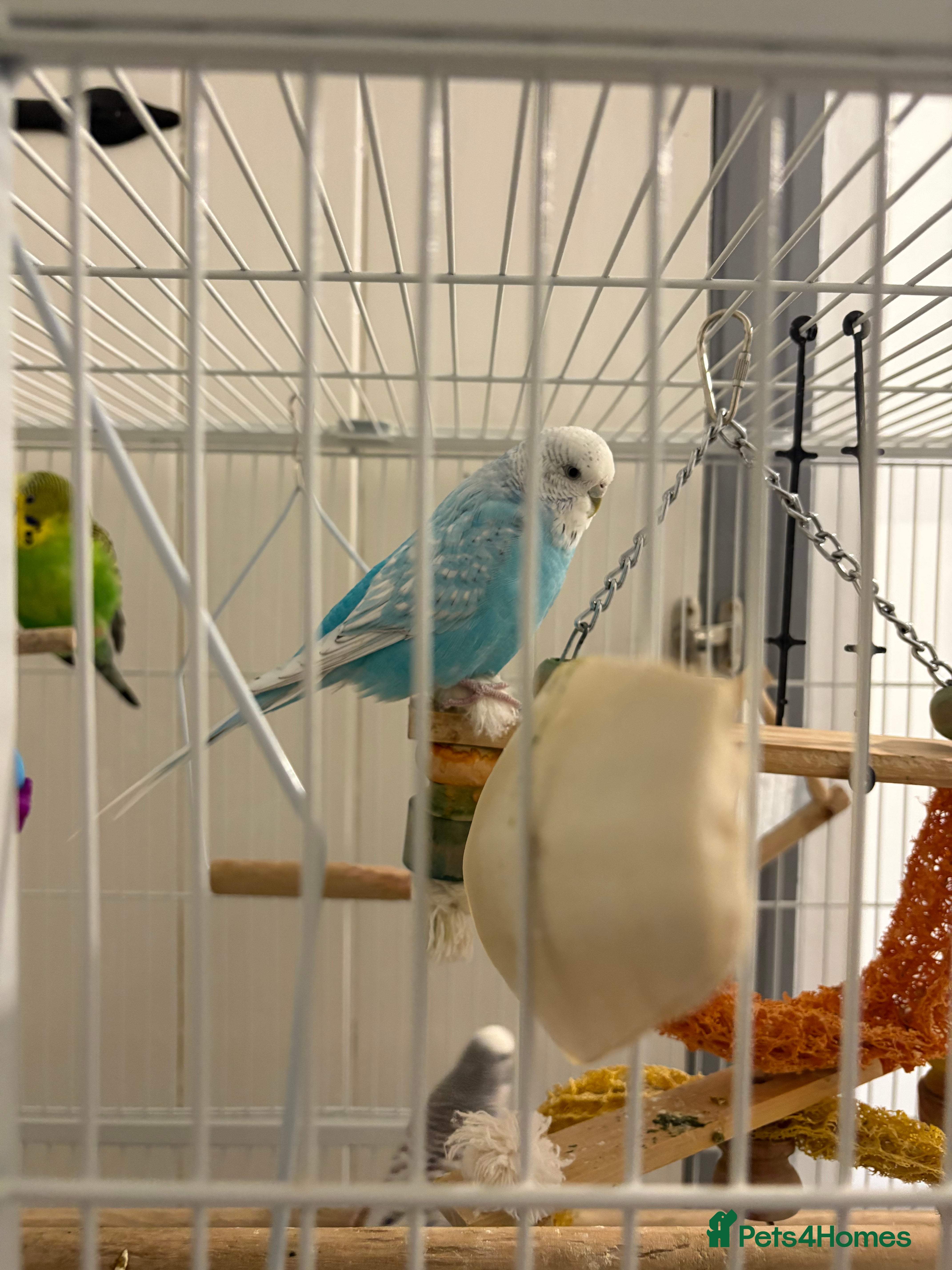 Budgerigars birds Budgies for sale - Advert 2