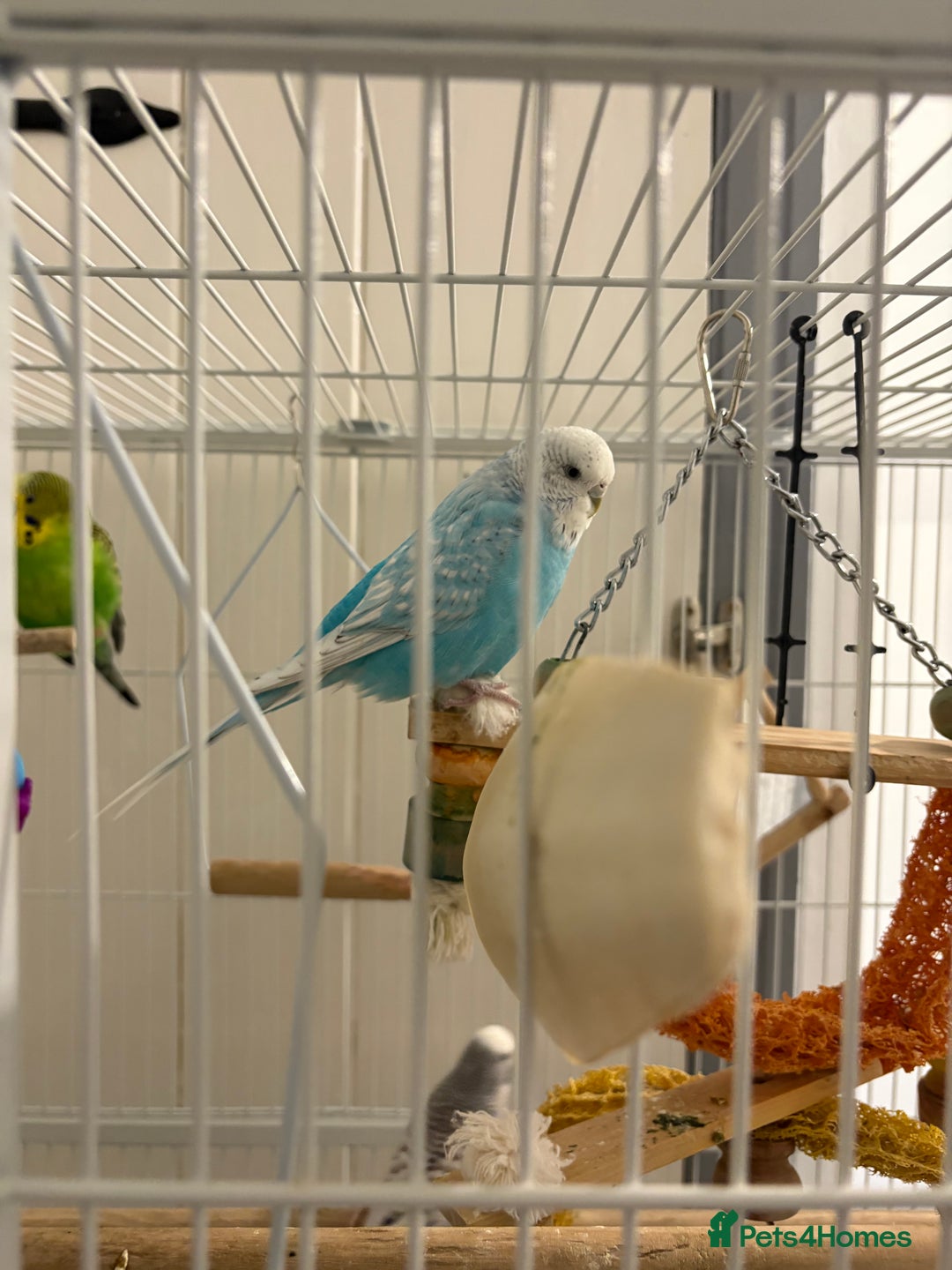 Budgerigars birds for sale: Budgies for sale - Advert 1