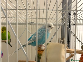 Budgerigars birds Budgies for sale - Advert 7