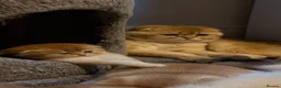 Scottish Fold cats for sale: LOVELY PUREBRED SCOTTISH FOLD GOLDEN KITTENS  - Advert 4