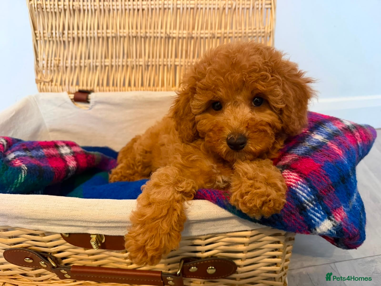 Toy Poodle dogs Outstanding KC Toy Poodles - READY NOW - Advert 1