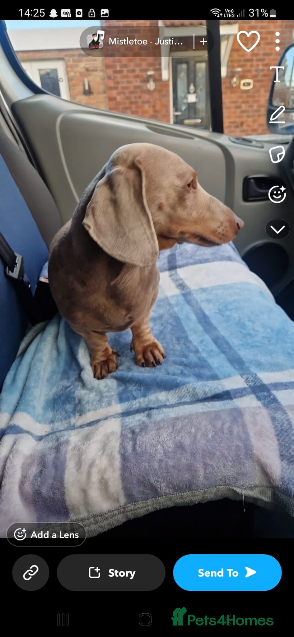 Miniature Dachshund dogs Miniature dachshund puppies. - Advert 2