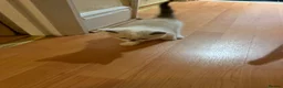 Scottish Fold cats for sale: 3 pure breed Scottish fold kittens in Thornton Heath - Advert 7