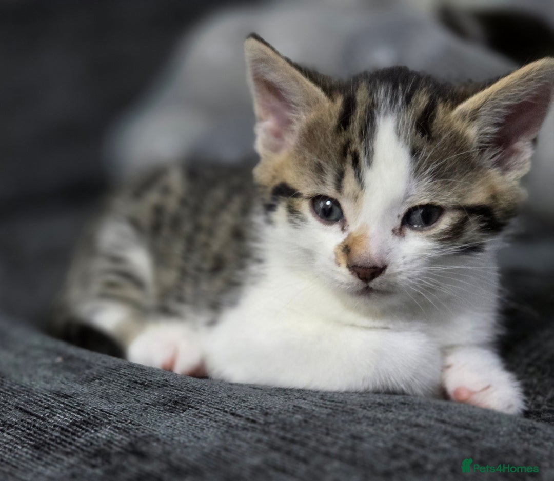 Mixed Breed cats for sale: Mixed breed kittens - Advert 9