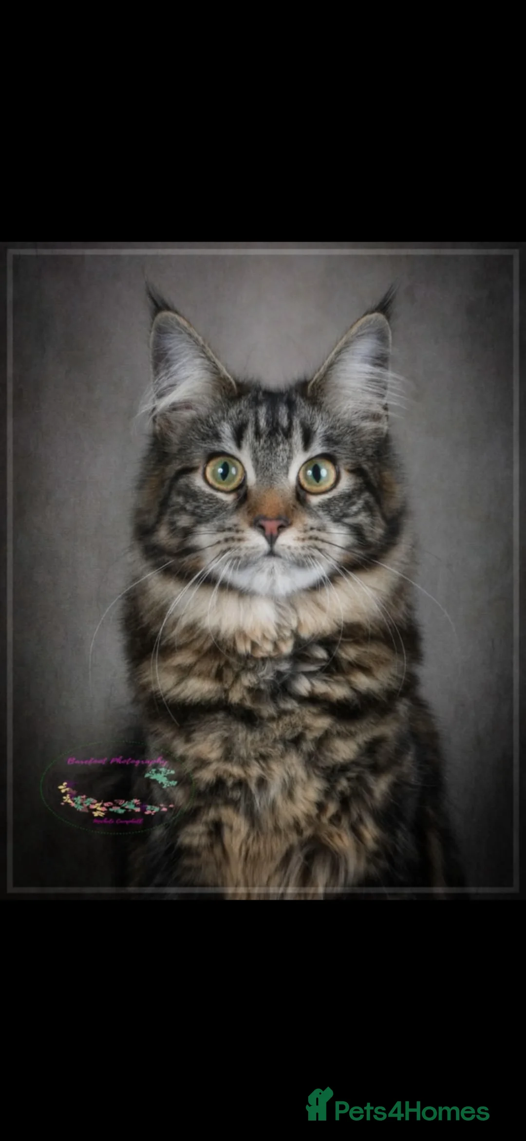 Mixed Breed cats for sale: Maine Coon x Bengal Kittens in Irvine - Advert 1