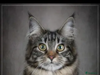Mixed Breed cats Maine Coon x Bengal Kittens - Advert 4