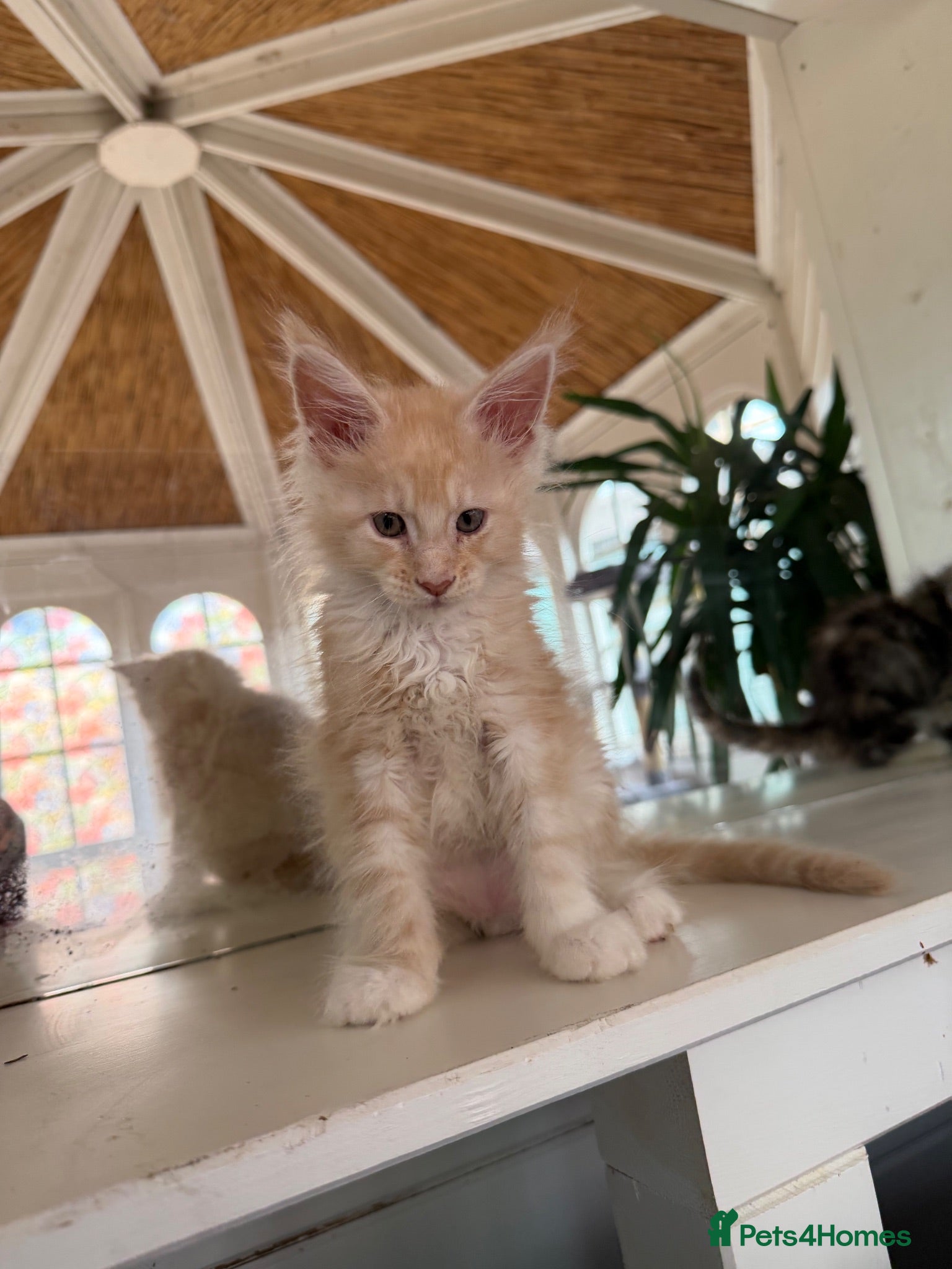 Maine Coon cats European Pure-Breed Maine Coon Kittens, Ready Now! - Advert 14
