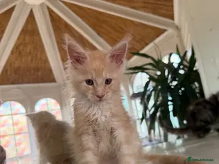 Maine Coon cats European Pure-Breed Maine Coon Kittens, Ready Now! - Advert 14