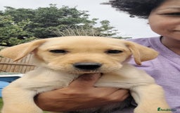Labrador Retriever dogs for sale: Labrador Puppies ready for their forever homes in Walton-on-Thames - Image 1