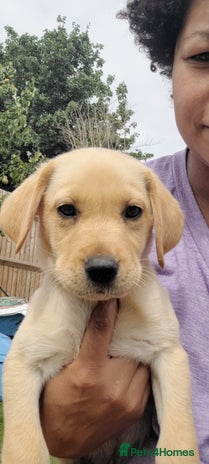 Labrador Retriever dogs in Walton-on-Thames - Advert 1