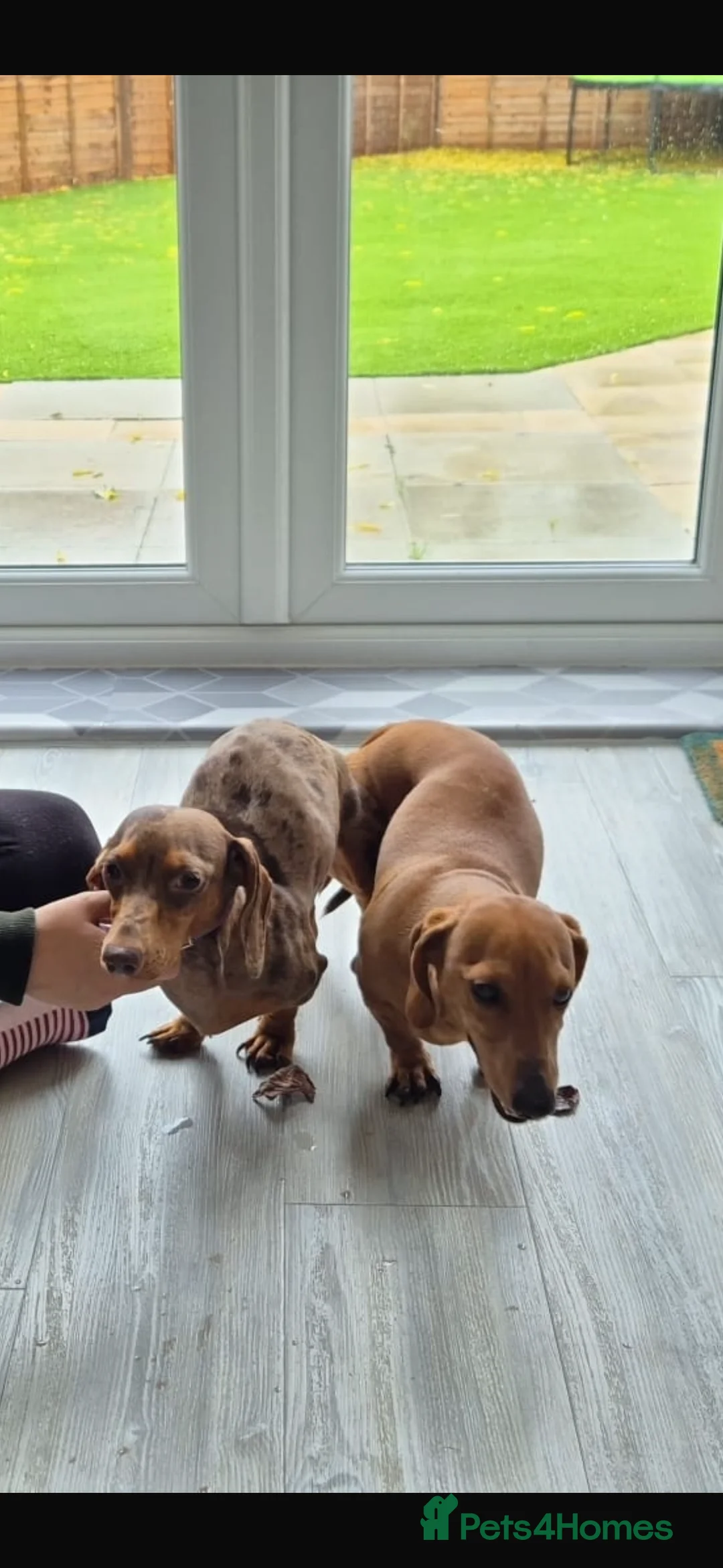 Dachshund dogs for sale: Female Dachshund puppies  - Advert 2