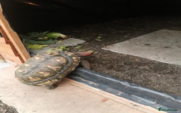 Tortoise reptiles for sale: Female cherry head red foot tortoise - Image 3