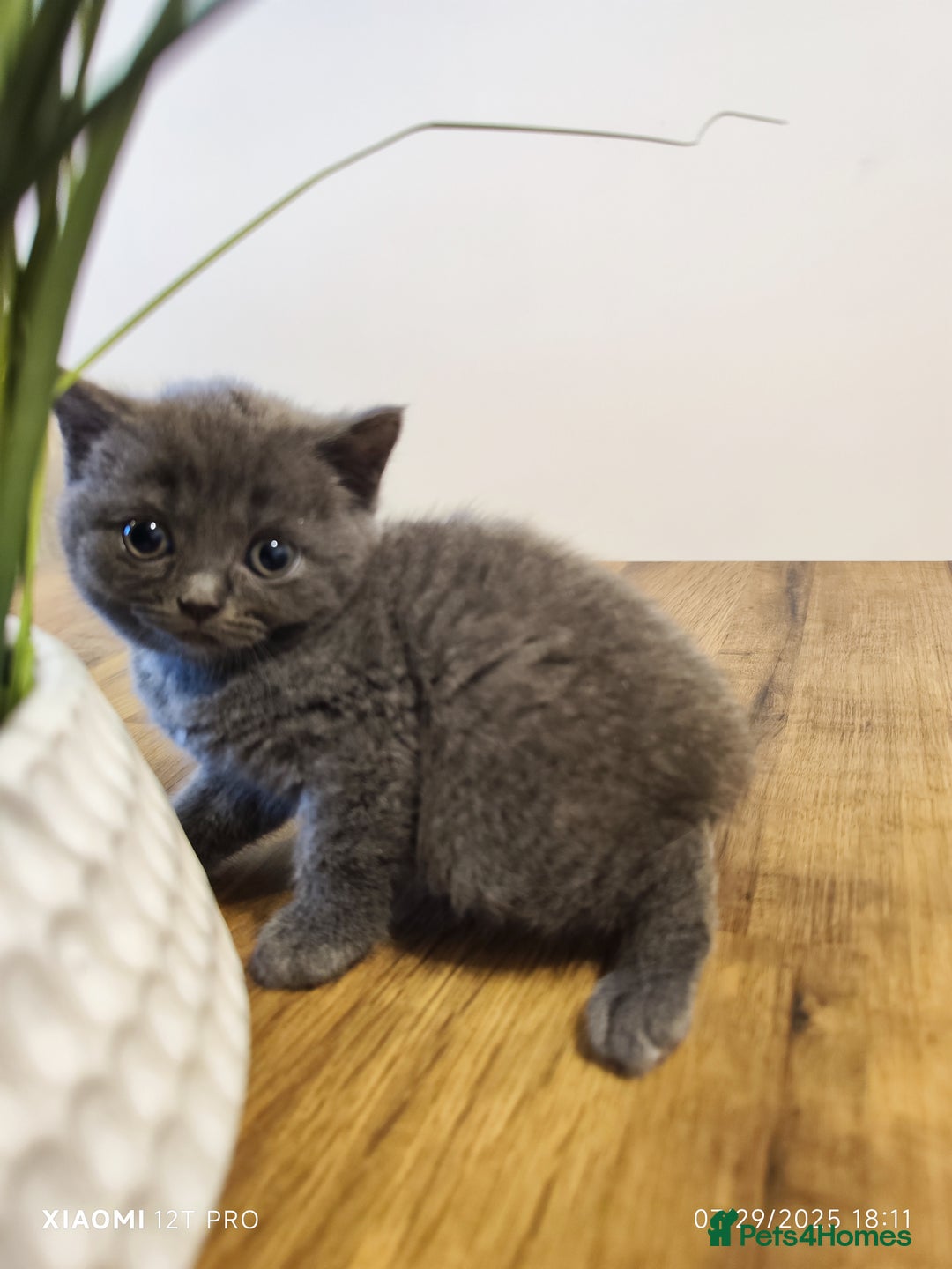 Scottish Fold cats for sale: Playful Scottish Fold & Straight Kittens for Sale! - Image 6