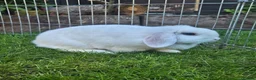 Mini Lop rabbits for sale: Snowy white mini lop female 2 years old - Advert 3