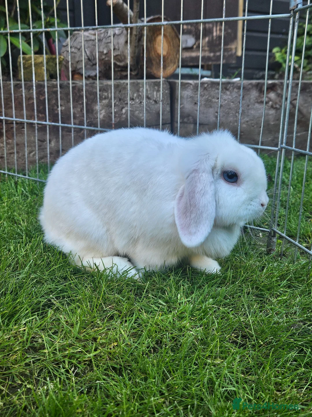 Mini Lop rabbits for sale: Snowy white mini lop female 2 years old - Advert 3