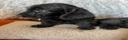 Doxiepoo dogs for sale: Ready to leave Doxiepoos, Jet Black girl and boy  - Advert 24