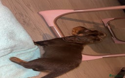Dachshund dogs for sale: Mini long and smooth hair dachshund puppies  - Image 19