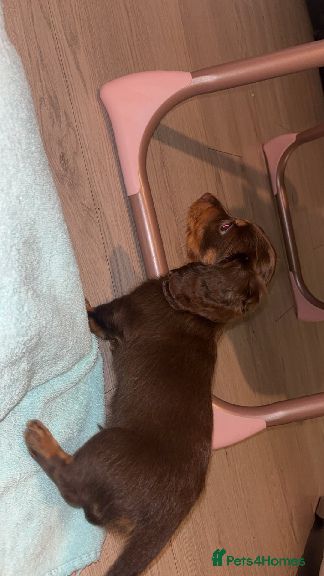 Dachshund dogs for sale: Mini long and smooth hair dachshund puppies  - Image 19