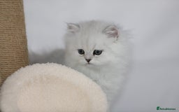 Persian cats for sale: Stunning Chinchilla Persian Kittens 💕 - Advert 6