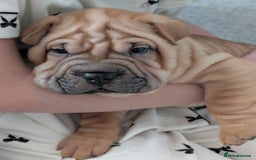 Shar Pei dogs for sale: Shar pei puppies  - Image 10