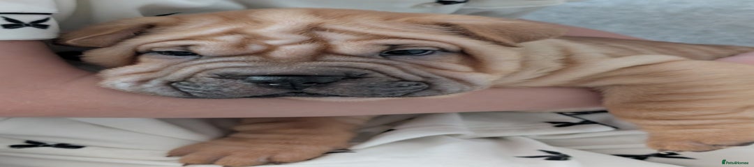 Shar Pei Puppy 3